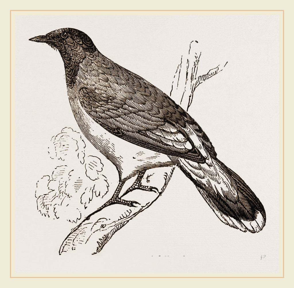 Detail of Glossy-headed Shortfoot by Anonymous