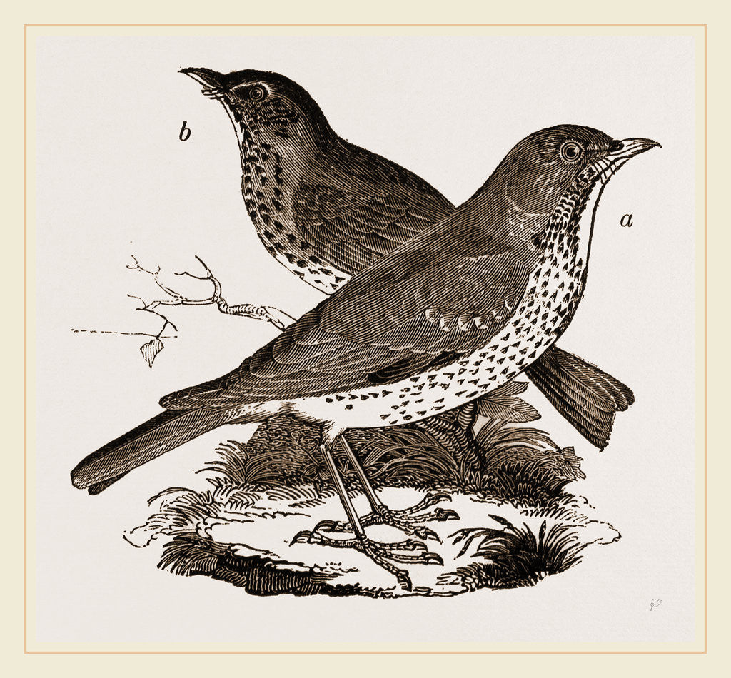 Detail of Fieldfare and Song-Thrush by Anonymous