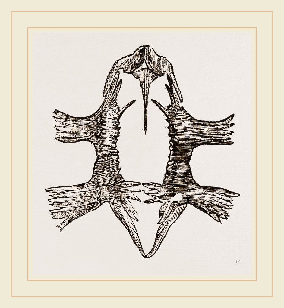 Detail of Sternum of Loggerhead Turtle by Anonymous