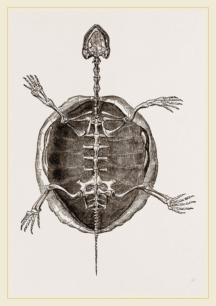 Detail of Skeleton of Marsh Tortoise by Anonymous