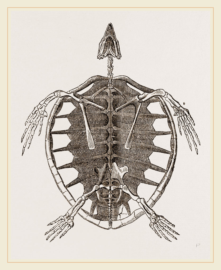 Detail of Skeleton of Loggerhead Turtle by Anonymous