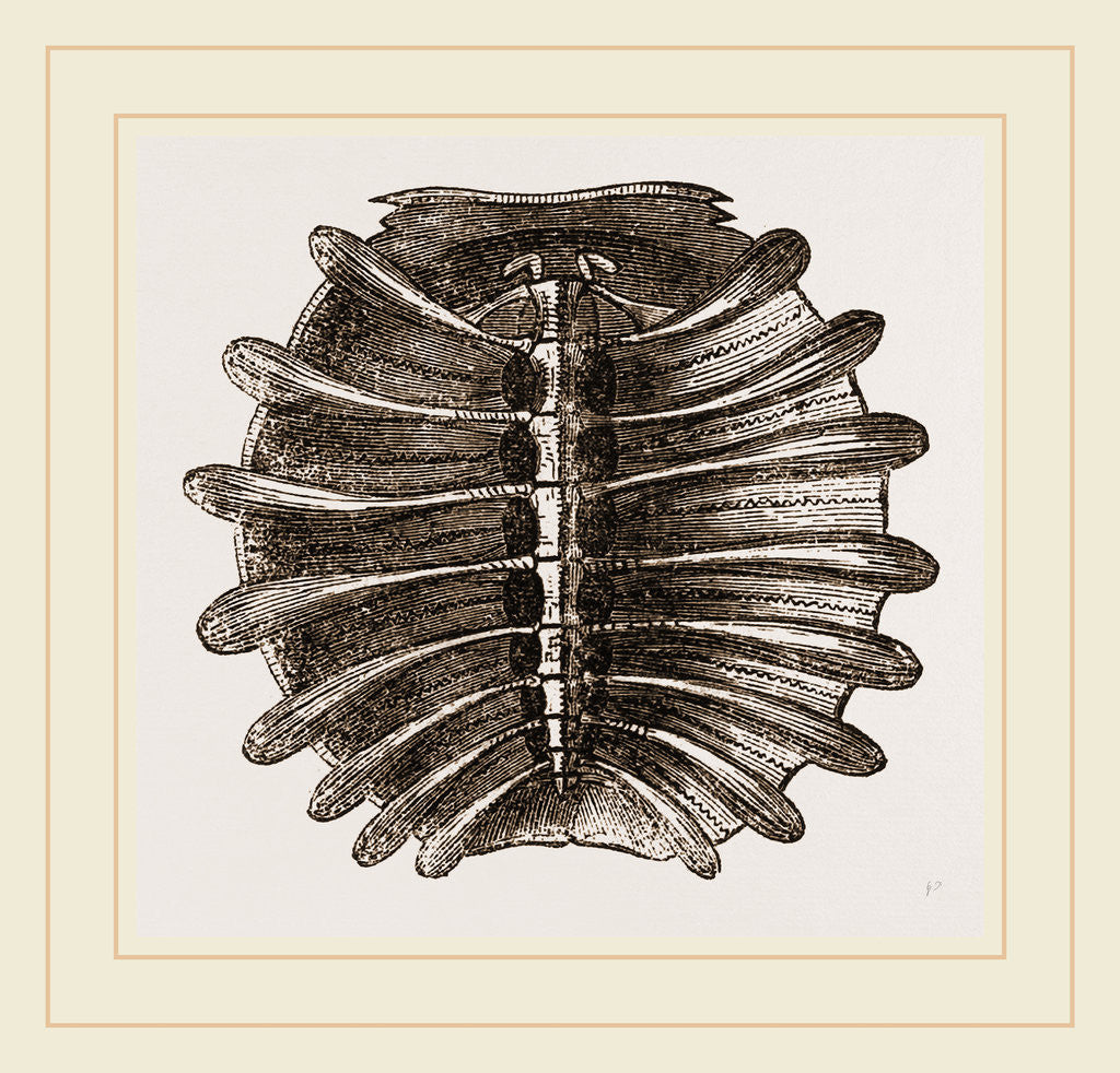 Detail of Carapace of River Tortoise by Anonymous