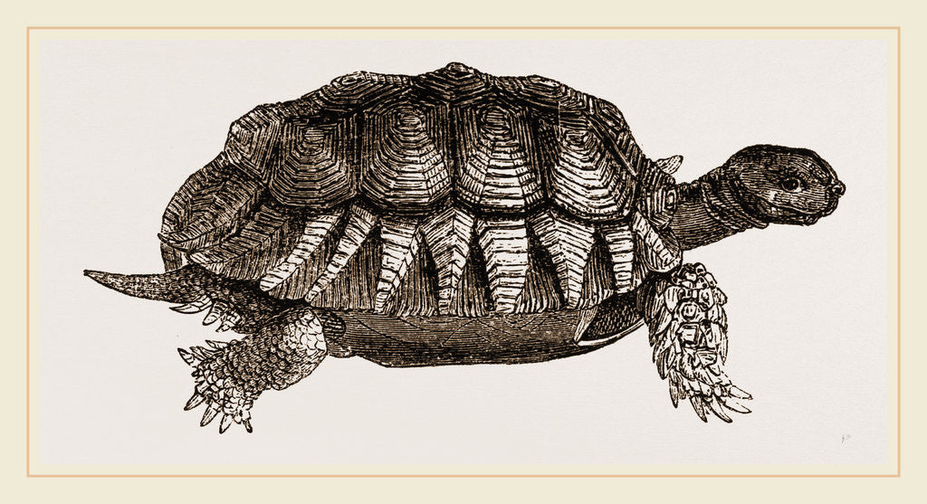 Detail of Furrowed Tortoise by Anonymous