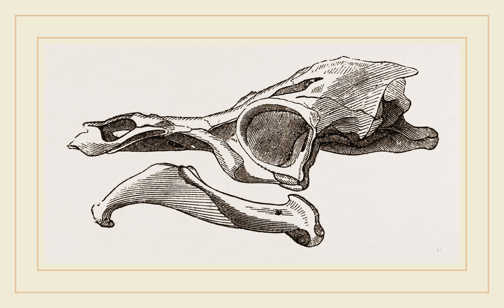 Detail of Skull of Matamata by Anonymous