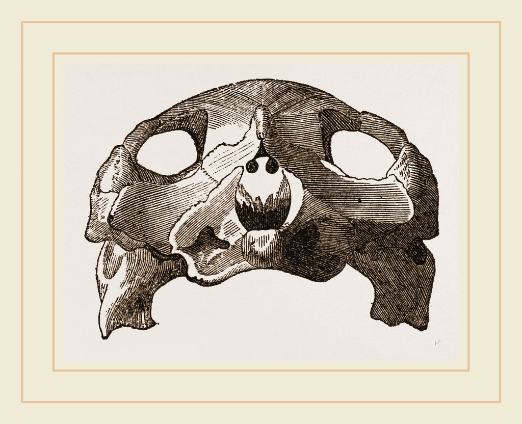Detail of Skull of Indian Tortoise by Anonymous