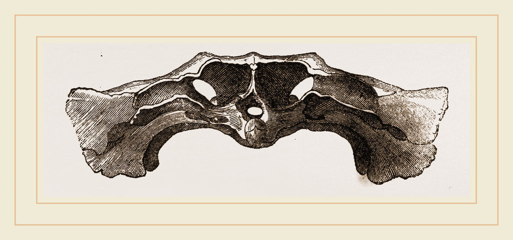Detail of Skull of Matamata back view by Anonymous