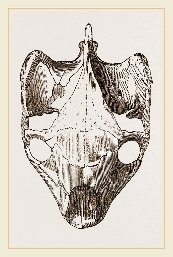 Detail of Skull of Indian Tortoise from above by Anonymous
