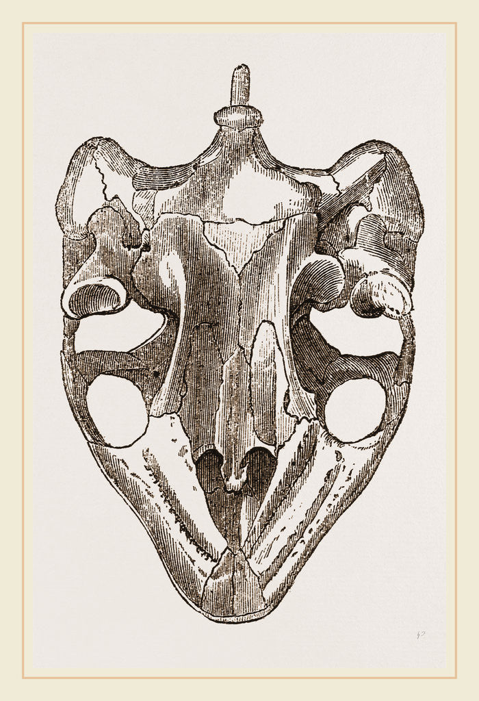 Detail of Skull of Indian Tortoise from below by Anonymous