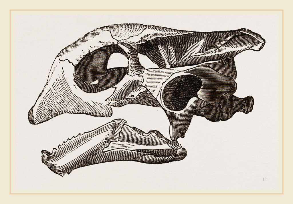 Detail of Skull of Indian Tortoise by Anonymous