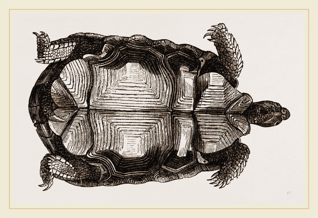 Detail of Arachnoid Pyxis from below by Anonymous