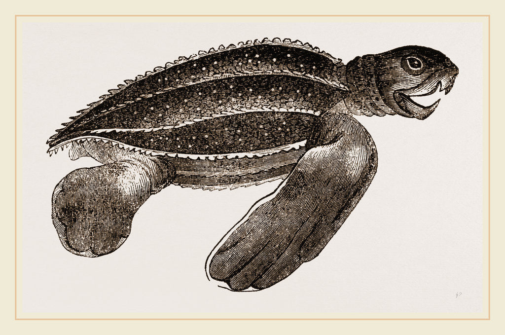 Detail of Leathery Turtle by Anonymous