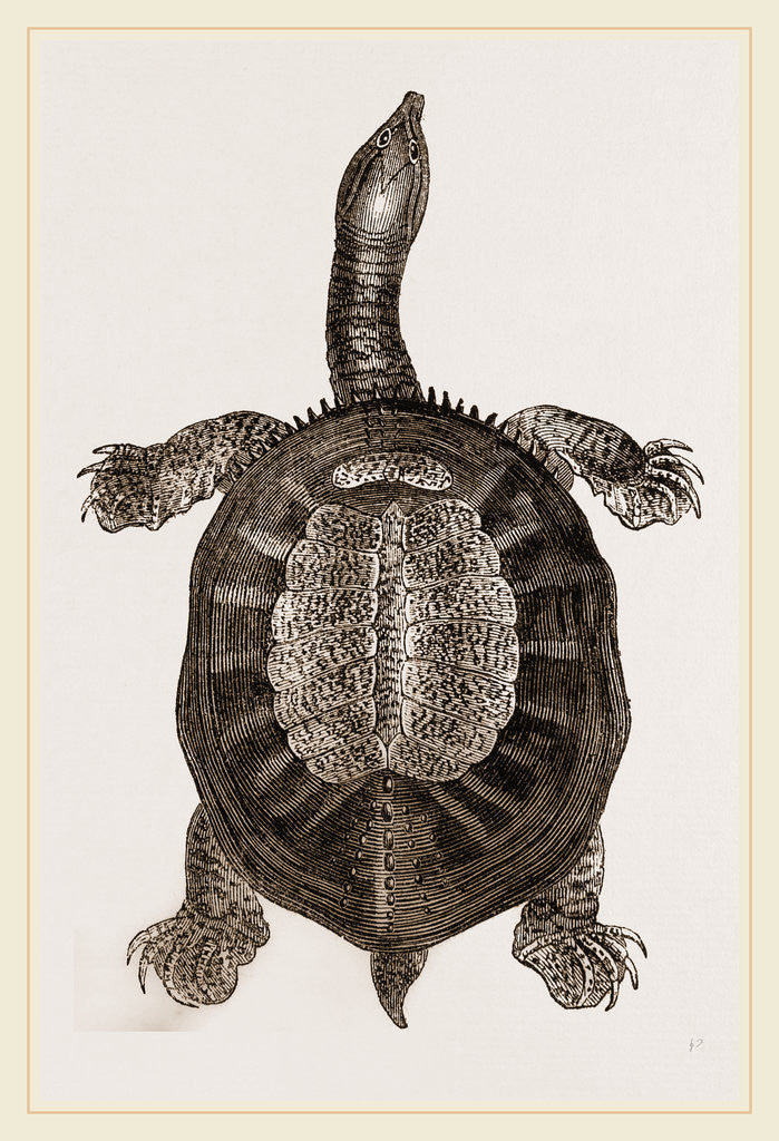 Detail of American River-Tortoise by Anonymous