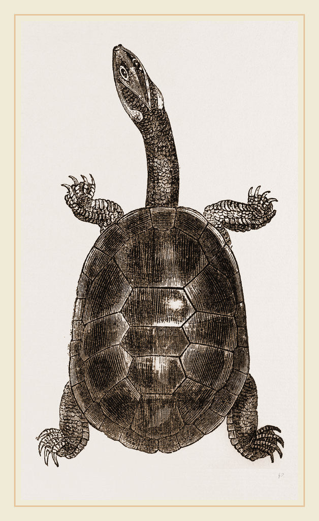 Detail of New Holland Chelodina by Anonymous