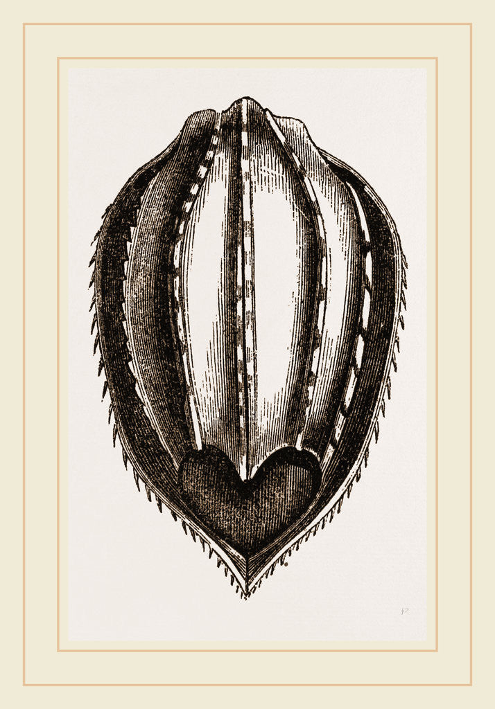 Detail of Plastron of Leathery Turtle by Anonymous