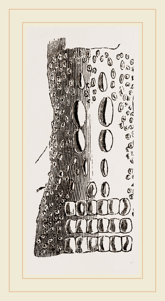 Detail of Cervical Plates of Pike-nosed Caiman by Anonymous