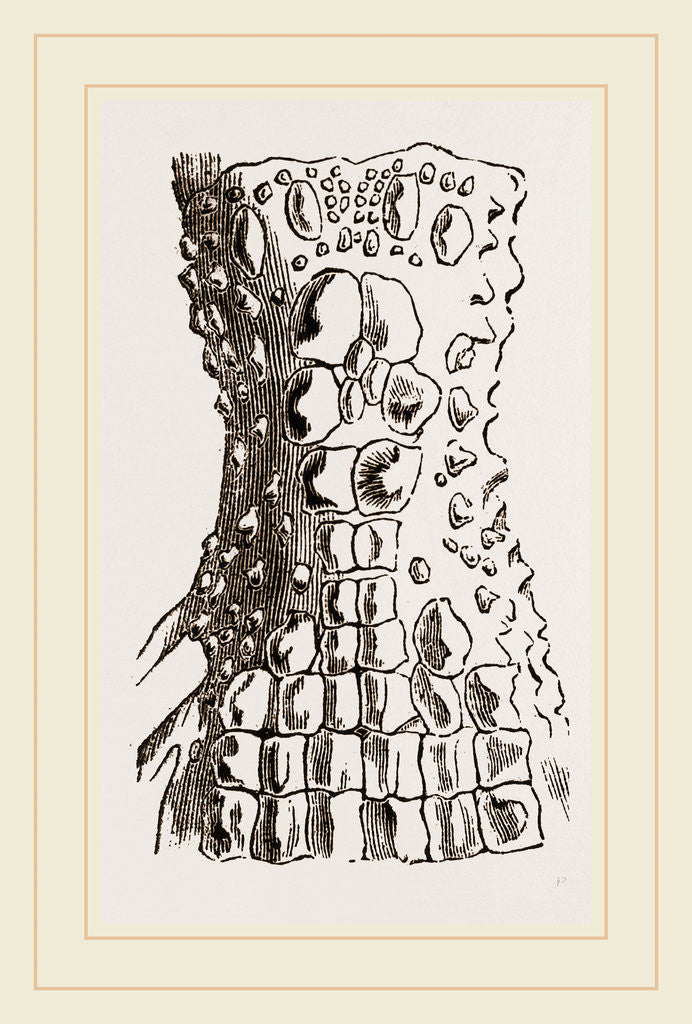 Detail of Cervical Plates of Spectacled Caiman by Anonymous