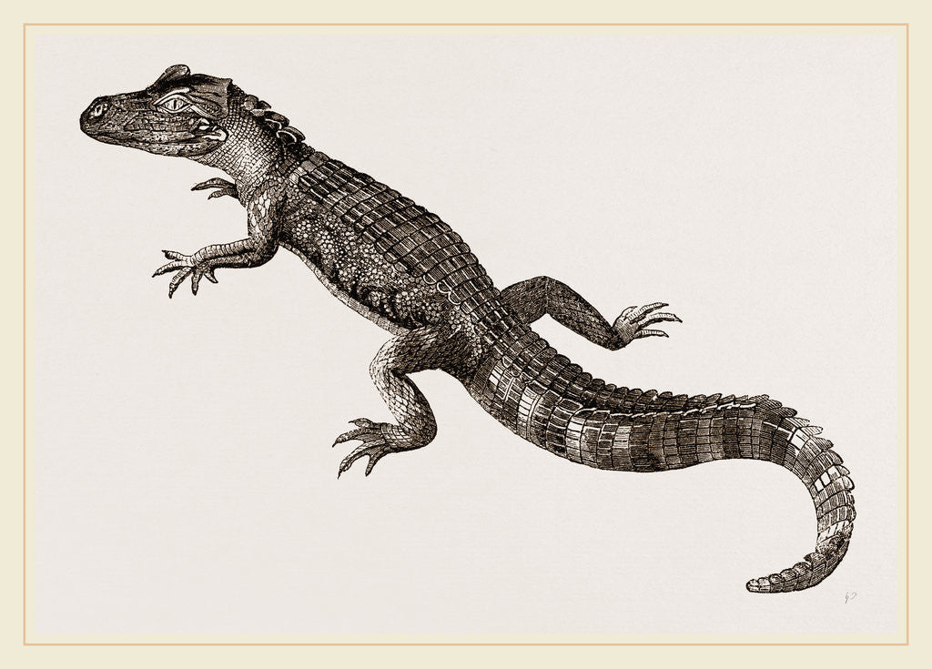 Detail of Pike-nosed Caiman or Alligator by Anonymous