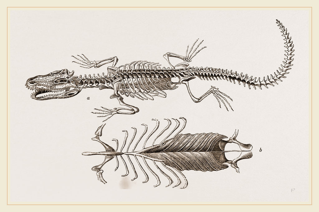 Detail of Skeleton and Sternum of Pike nosed Caiman or Alligator by Anonymous