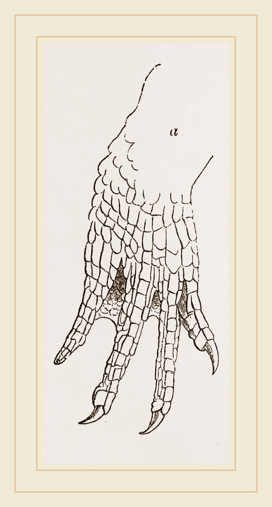 Detail of Hind-Leg of Caiman by Anonymous