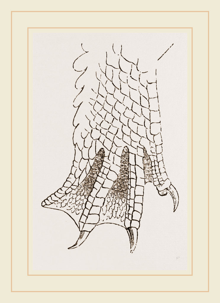 Detail of Hind-Leg of Crocodile by Anonymous