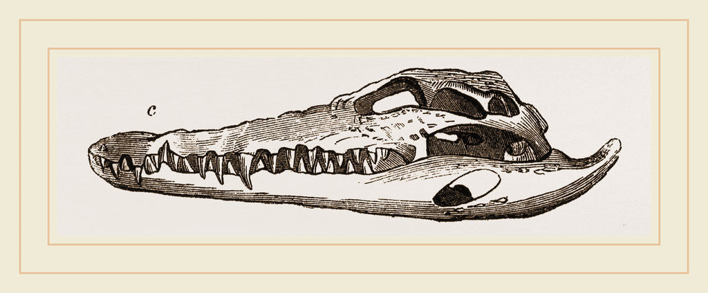 Detail of Skull of Crocodile and Caiman by Anonymous