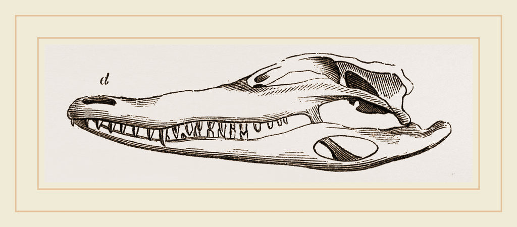 Detail of Skull of Crocodile and Caiman by Anonymous