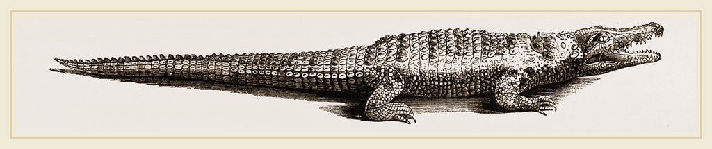 Detail of Common Crocodile by Anonymous
