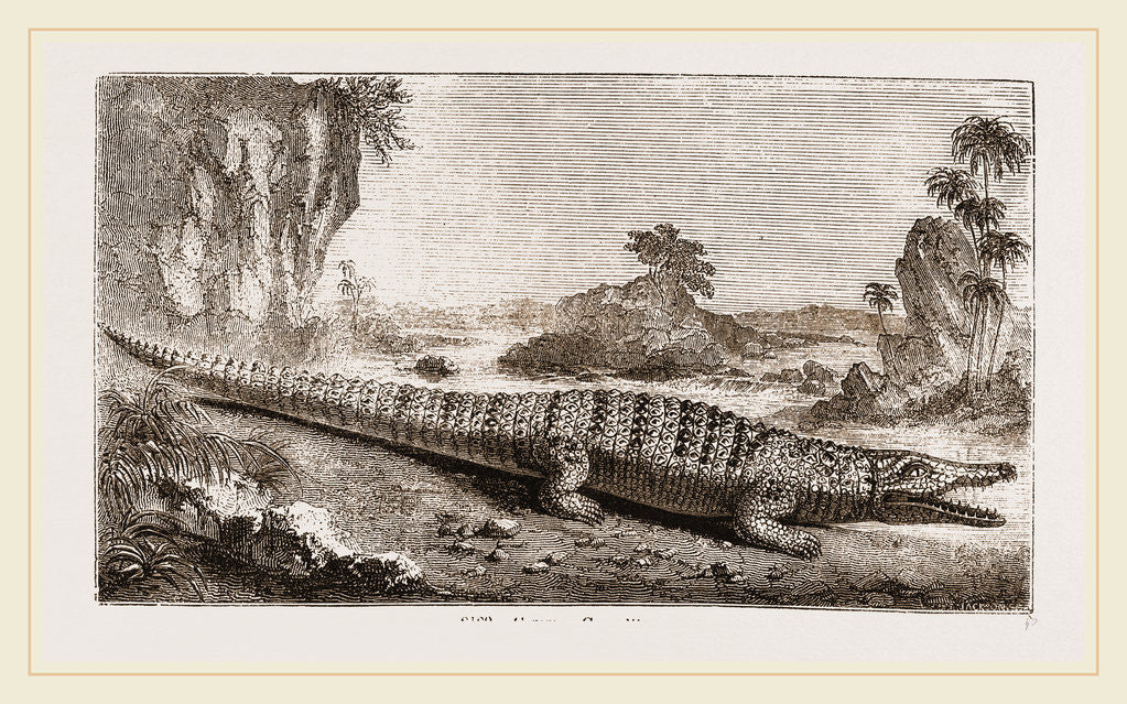 Detail of Common Crocodile by Anonymous