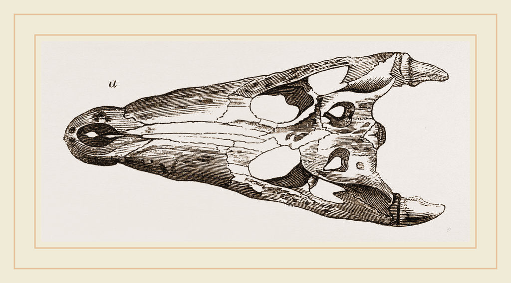 Detail of Skulls of Crocodile and Caiman by Anonymous