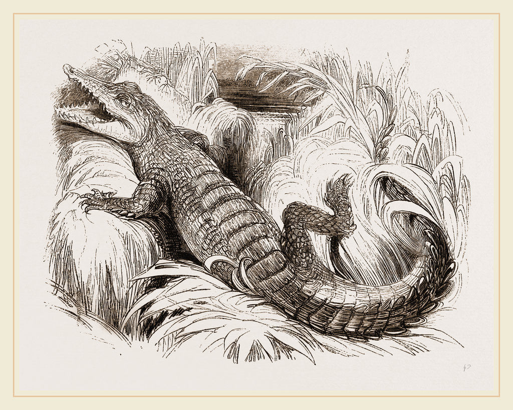 Detail of Common Crocodile by Anonymous
