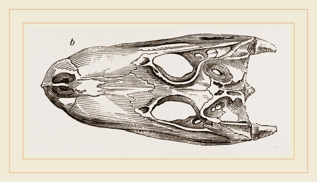 Detail of Skulls of Crocodile and Caiman by Anonymous