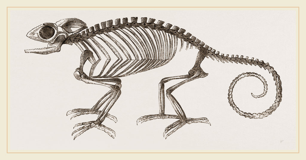 Detail of Skeleton of Chameleon by Anonymous