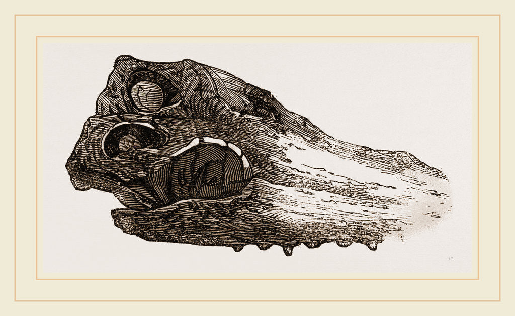 Detail of Skull of Crocodile Fossil by Anonymous