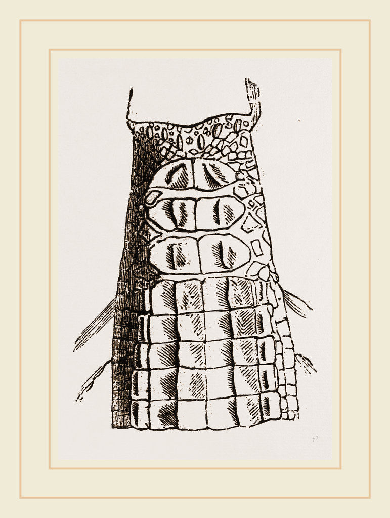 Detail of Cervical Plates of Gavials by Anonymous