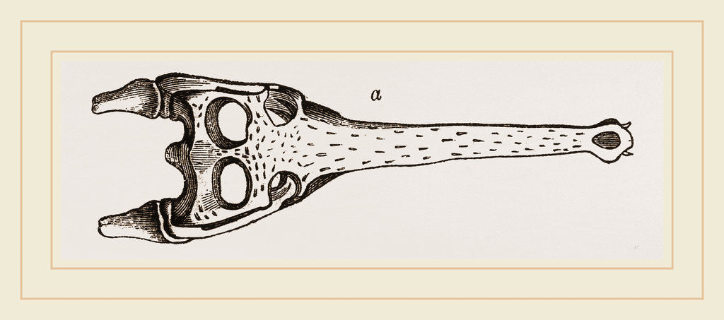 Detail of Head of Gavial by Anonymous