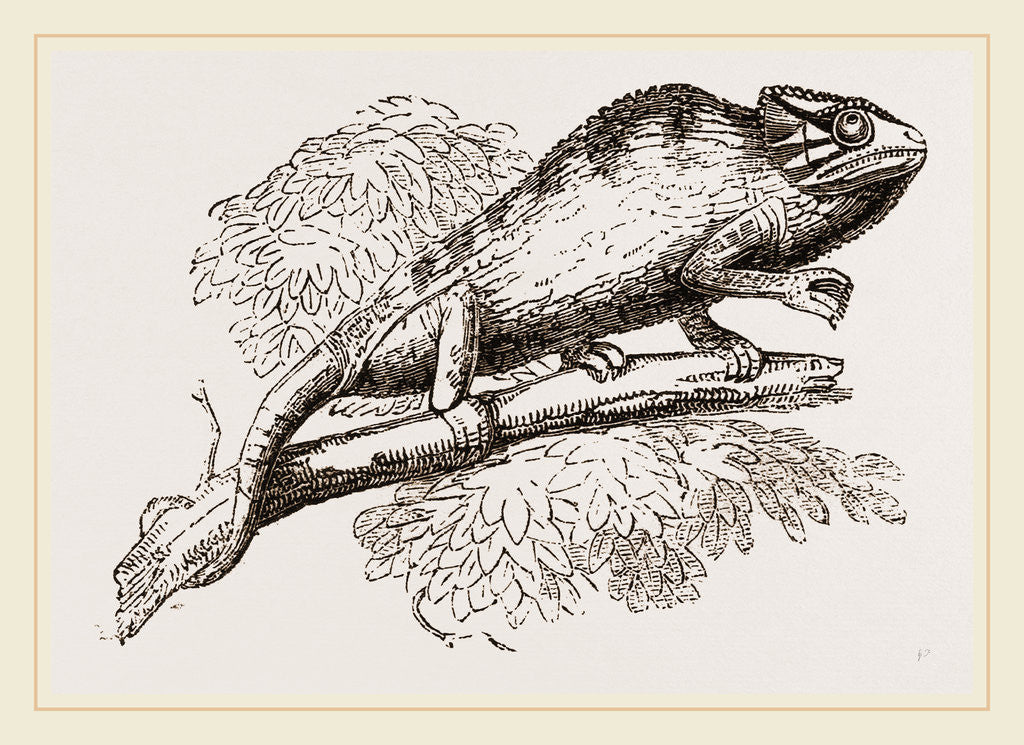 Detail of Common Chameleon by Anonymous