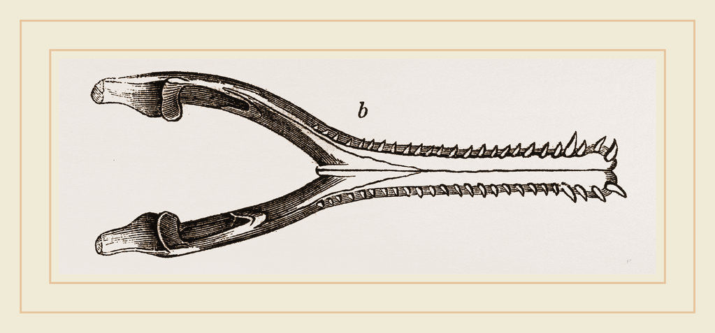 Detail of Head of Gavial by Anonymous
