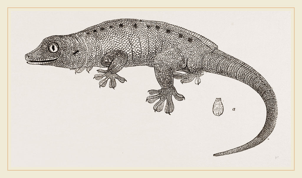 Detail of Seychellos Gecko by Anonymous