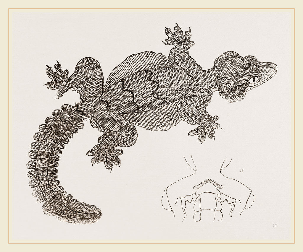 Detail of Smooth-headed Gecko by Anonymous