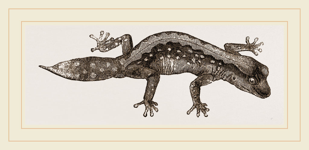 Detail of Banded Gecko by Anonymous