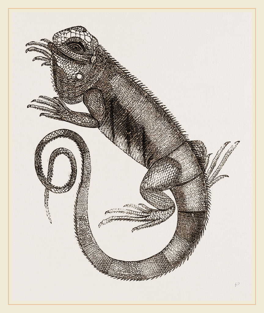 Detail of Common Inguana by Anonymous