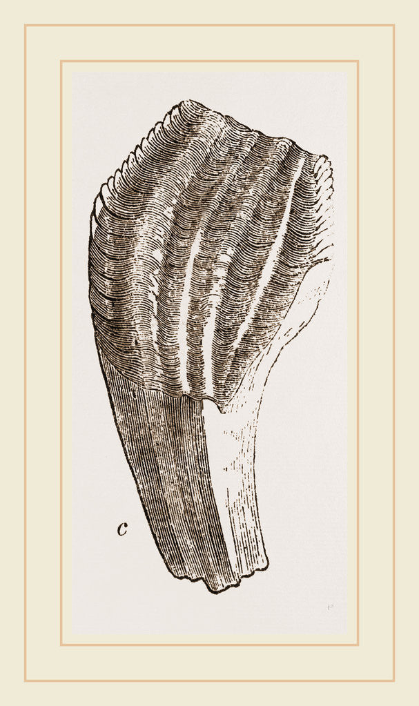 Detail of Teeth of Iguanodon by Anonymous