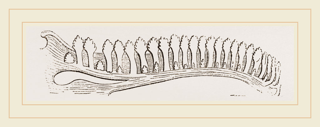 Detail of Lower Jaw of Iguana by Anonymous