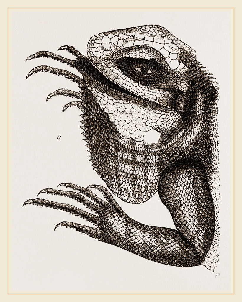 Detail of Head of Iguana by Anonymous
