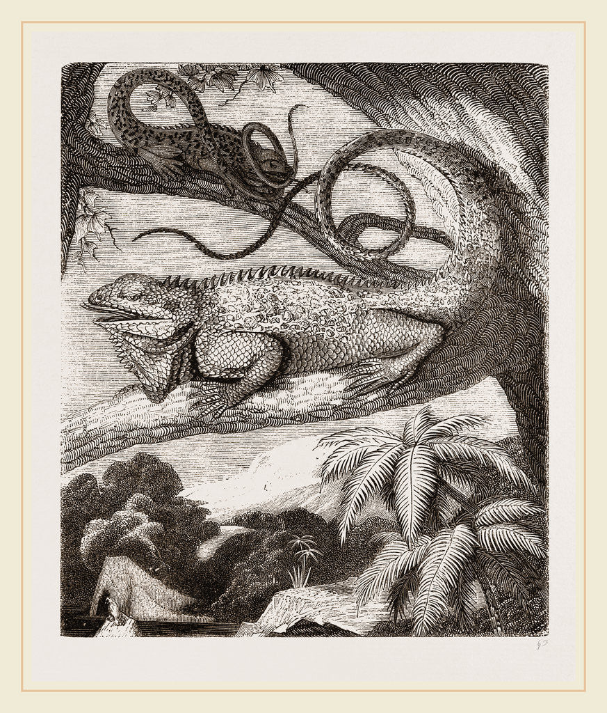 Detail of Smooth-necked Iguana by Anonymous