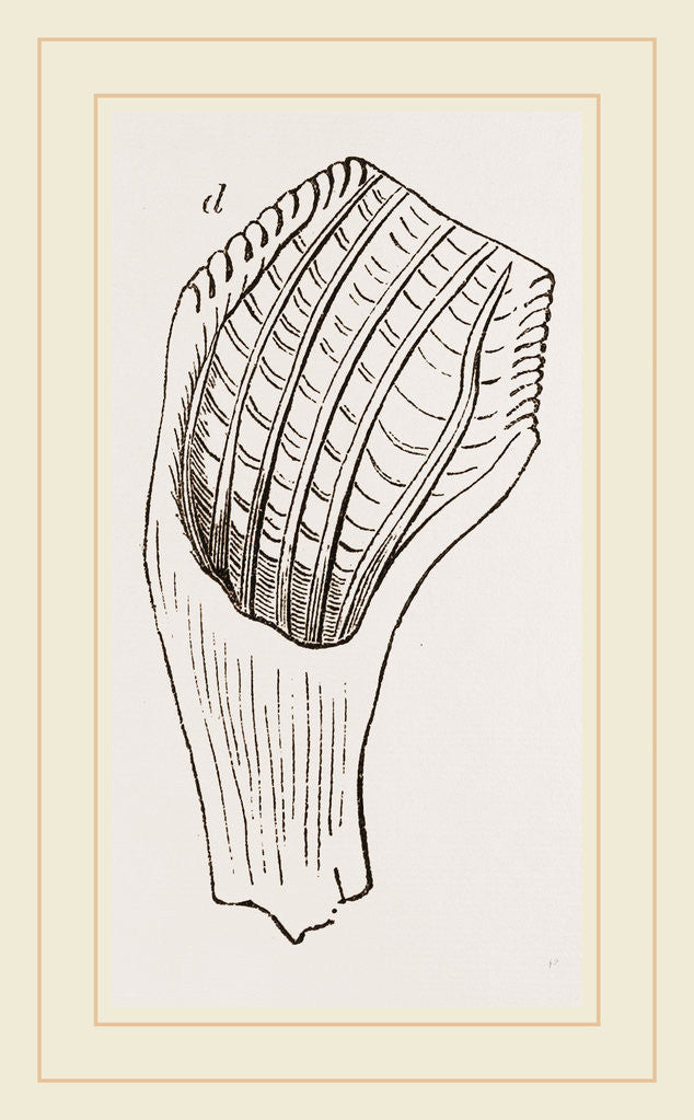Detail of Teeth of Fossil Iguanodon by Anonymous