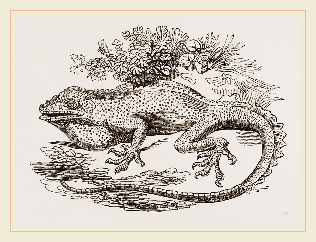 Detail of Great Crested Anolis by Anonymous