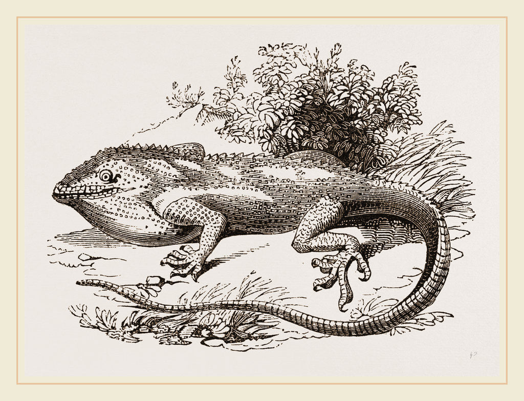 Detail of White-scarfed Anolis by Anonymous