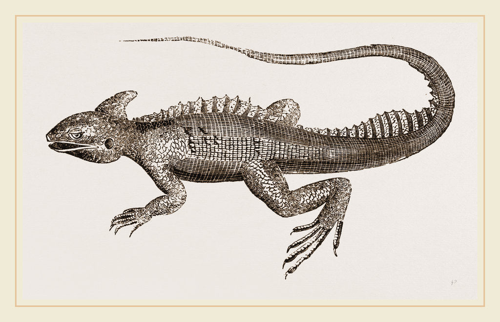 Detail of Hooded Basilisk by Anonymous