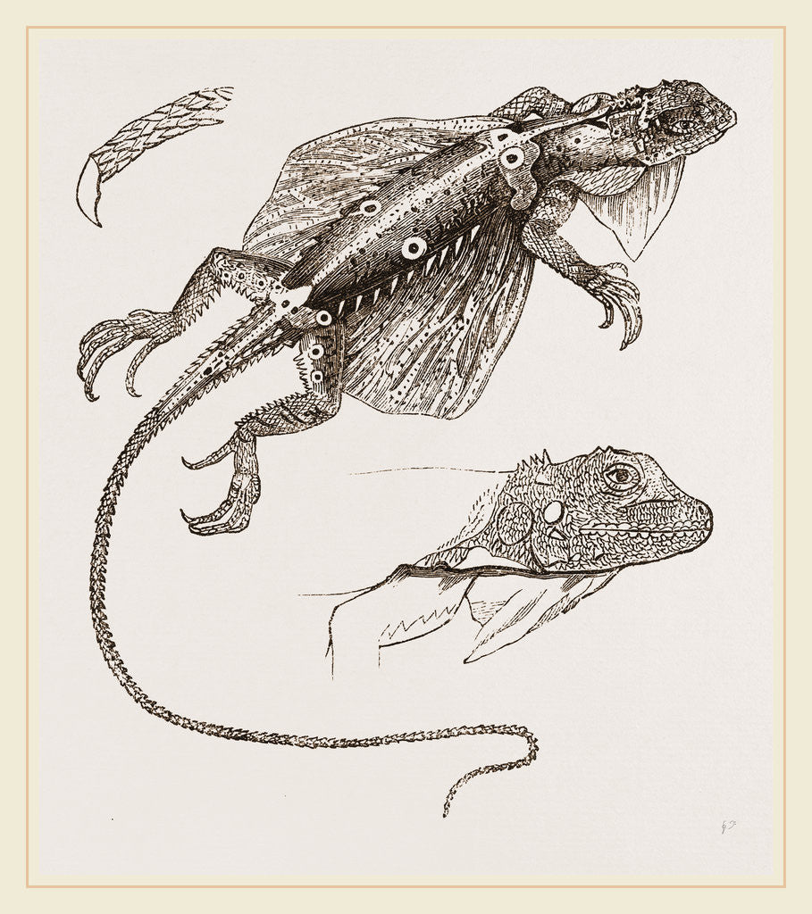 Detail of Fringed Dragon by Anonymous